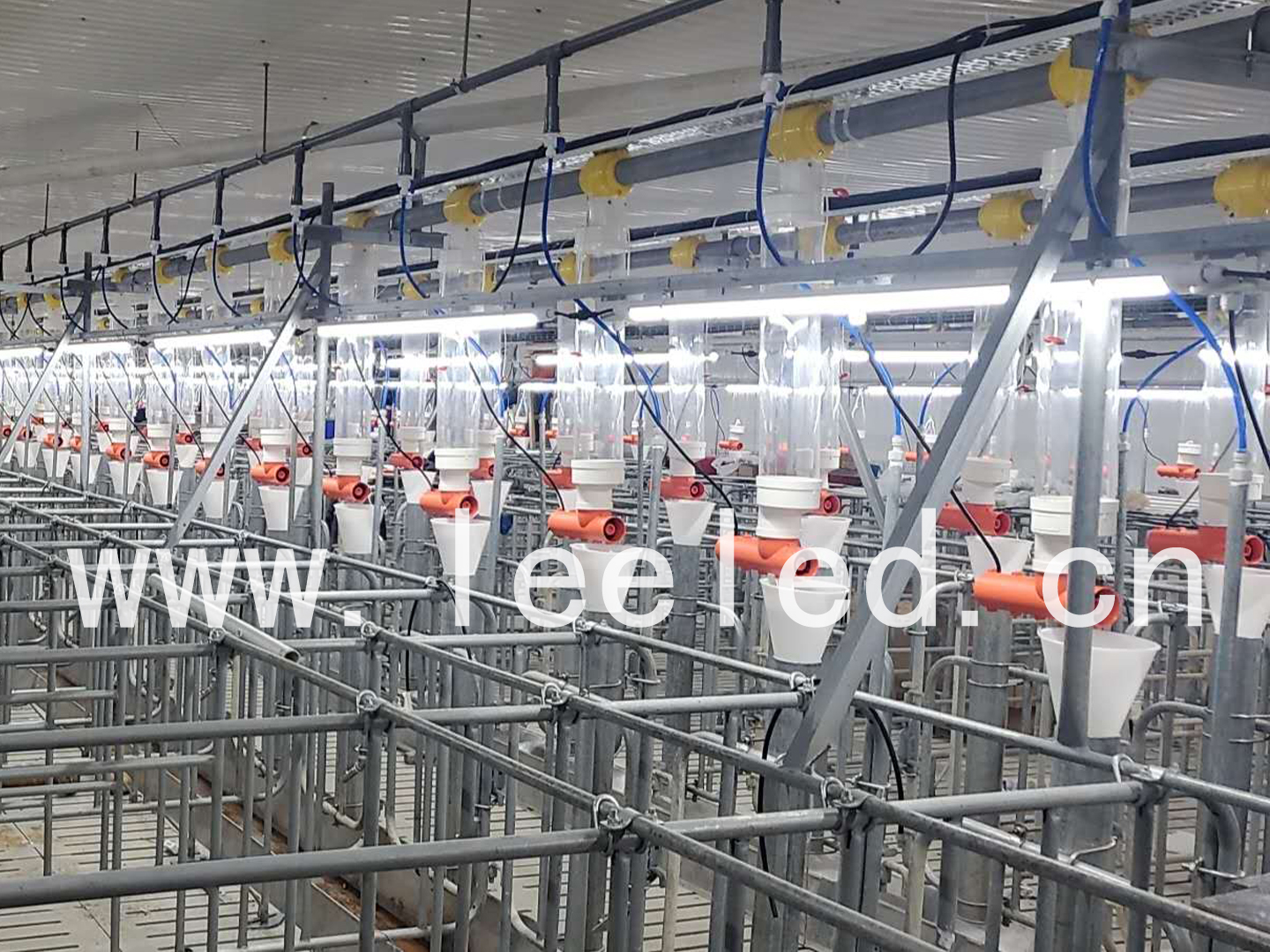 豬舍,牛場養(yǎng)殖led照明,防水無頻閃led燈泡應(yīng)用