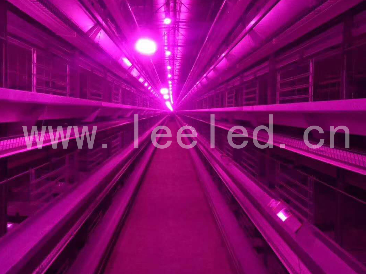 蛋雞專用照明燈泡