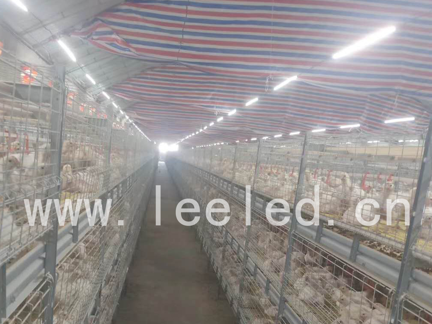 led養(yǎng)殖照明，雞舍照明